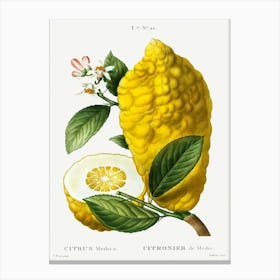 Citron, Pierre Joseph Redoute Canvas Print