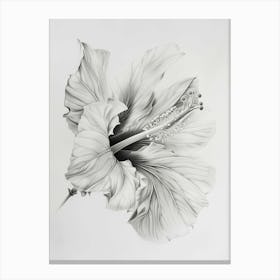 Hibiscus 2 Canvas Print