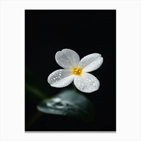 White Flower With Water Droplets Canvas Print