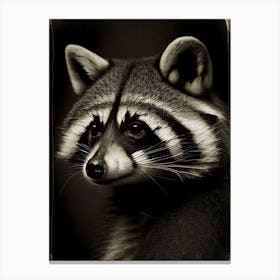 Raccoon Portrait 2 Vintage Photography Canvas Print