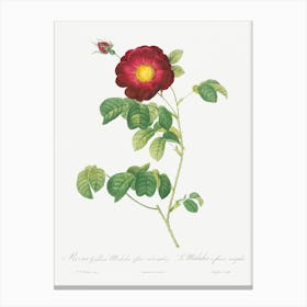 Simple Flowered French Rose, Pierre Joseph Redoute Canvas Print