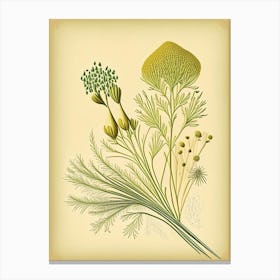 Fennel Seeds Spices And Herbs Retro Drawing 2 Canvas Print