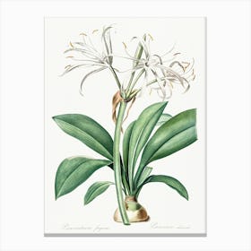 Spider Lily, Pierre Joseph Redoute Canvas Print