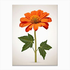 Chrysanthemum 1 Canvas Print