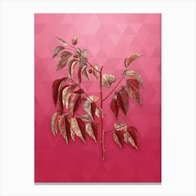 Vintage Common Hackberry Botanical in Gold on Viva Magenta n.0266 Canvas Print