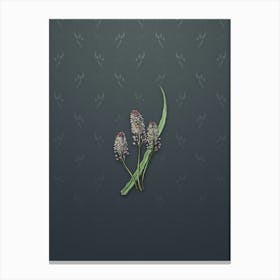 Vintage Meadow Squill Flower Botanical on Slate Gray Pattern n.2331 Canvas Print