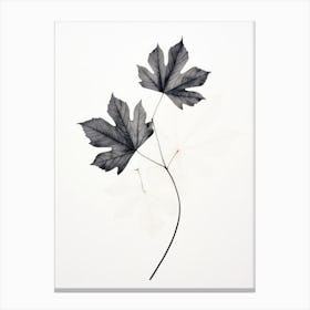 Two Maple Leaves Canvas Print