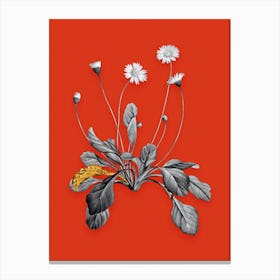 Vintage Daisy Flowers Black and White Gold Leaf Floral Art on Tomato Red n.0599 Canvas Print