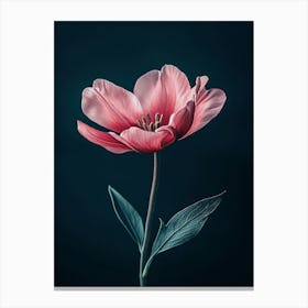 Pink Tulip Canvas Print