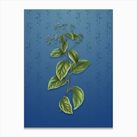 Vintage New Jersey Tea Botanical on Bahama Blue Pattern n.2575 Canvas Print