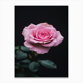 Pink Rose On Black Background 47 Canvas Print