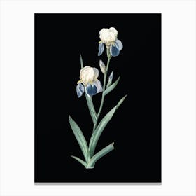 Vintage Elder Scented Iris Botanical Illustration on Solid Black n.0106 Canvas Print