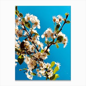 Under Cherry Blossom Canvas Print