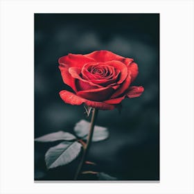 Red Rose 13 Canvas Print