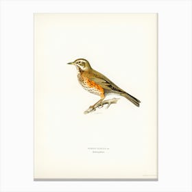 Redwing (Turdus Iliacus), The Von Wright Brothers Canvas Print