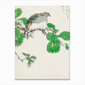 Barbary Dove Canvas Print