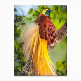 Bird Of Paradise Canvas Print