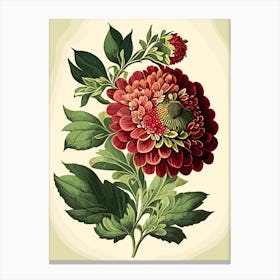 Zinnia Wildflower Vintage Botanical 1 Canvas Print