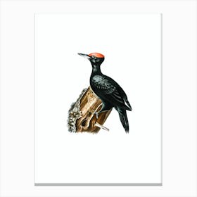Vintage Black Woodpecker Bird Illustration on Pure White n.0032 Canvas Print