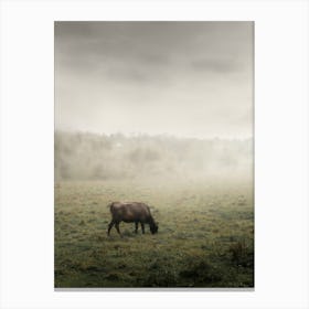 A Black Cow Grazes In A Field In The Fog. Canvas Print