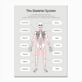 Skeleton System Canvas Print