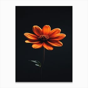 Orange Dahlia Flower Canvas Print