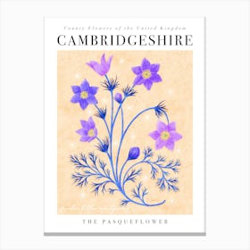 County Flower of Cambridgeshire Pasqueflower Canvas Print