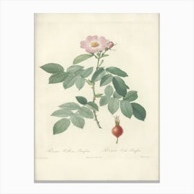 Rose Illustration, Pierre Joseph Redoute, Pierre Joseph Redoute (143) Canvas Print