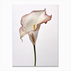 Pressed Flower Botanical Art Calla Lily 1 Canvas Print