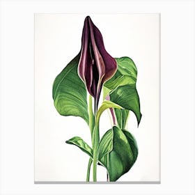 Jack In The Pulpit Wildflower Watercolour 1 Canvas Print