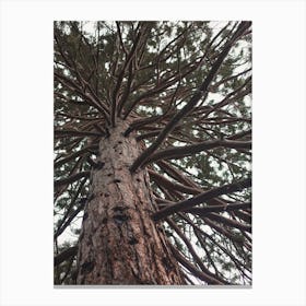 Looking Up At Pine Tree Canvas Print