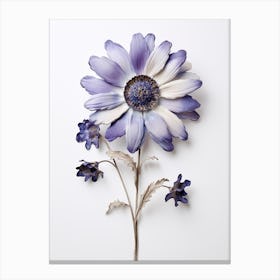 Pressed Flower Botanical Art Cineraria Canvas Print