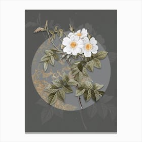 Vintage Botanical White Rosebush on Circle Gray on Gray n.0303 Canvas Print