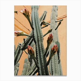 Flowering Cactus Canvas Print