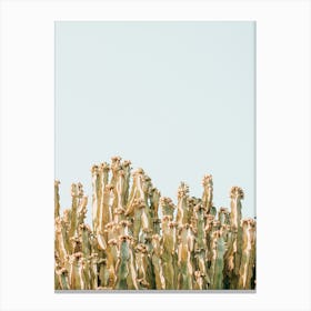 Sunny Cactus Canvas Print