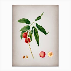Vintage Apricot Botanical on Parchment Canvas Print