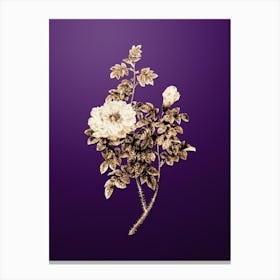 Gold Botanical Ventenat's Rose on Royal Purple n.0810 Canvas Print