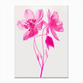 Hot Pink Columbine 1 Canvas Print