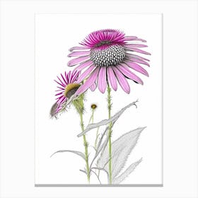 Echinacea Floral Quentin Blake Inspired Illustration 2 Flower Canvas Print