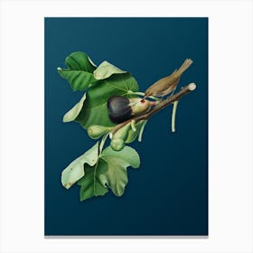 Vintage Fig Branch with Bird Botanical Art on Teal Blue Canvas Print