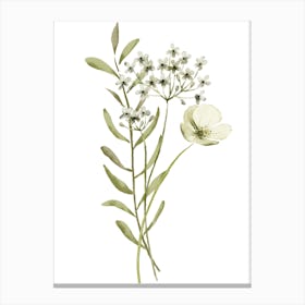 White Flowers 1 Canvas Print