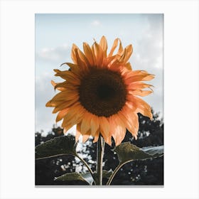 Sunflower Canvas Print