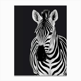 Zebra Black background Canvas Print