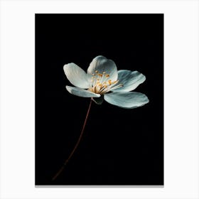 Flower On A Black Background 7 Canvas Print