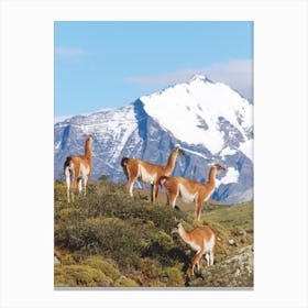 Herd Of Guanacos Torres Del Paine National Park Chile Canvas Print