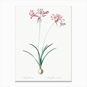 Nerine Illustration From Les Liliacées (1805), Pierre Joseph Redoute Canvas Print