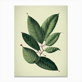 Wax Myrtle Leaf Vintage Botanical 1 Canvas Print