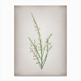 Vintage White Broom Botanical on Parchment Canvas Print
