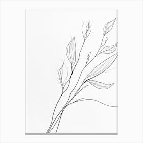 Drawing Of A Plant Canvas Print