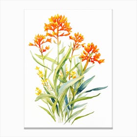 Butterfly Weed Wildflower In Watercolor  (1) Canvas Print
